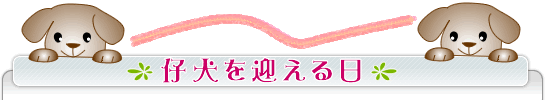 仔犬を迎える日