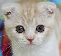 スコティッシュ・フォールド|子猫販売|兵庫県 西宮市