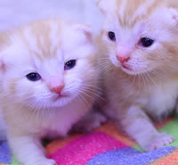スコティッシュ・フォールド|子猫販売|兵庫県 西宮市