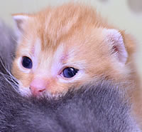 スコティッシュ・フォールド|子猫販売|兵庫県 西宮市