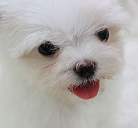 マルチーズ|子犬販売|兵庫県 西宮市