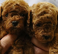 トイプードル|子犬販売|兵庫県 西宮市