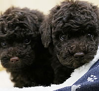 トイプードル|子犬販売|兵庫県 西宮市