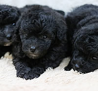 トイプードル|子犬販売|兵庫県 西宮市