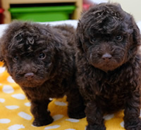 トイプードル|子犬販売|兵庫県 西宮市