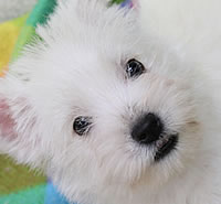 ウエストハイランドホワイトテリア|子犬販売|兵庫県 西宮市