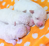 トイ・プードル|子犬販売|兵庫県 西宮市