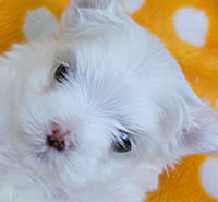 マルチーズ|子犬販売|兵庫県 西宮市