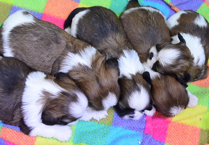 シーズー|子犬販売|写真02