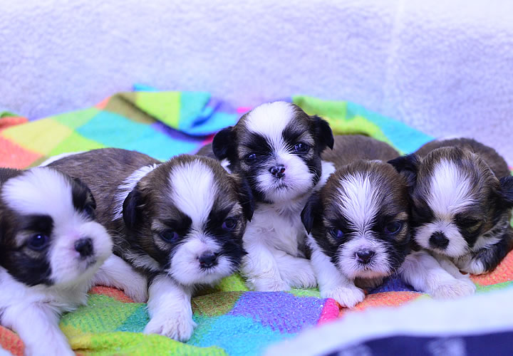 シーズー|子犬販売|写真03