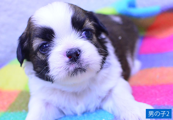 シーズー|子犬販売|写真06