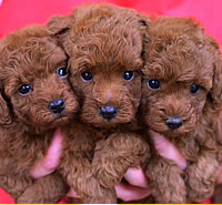 トイ・プードル|子犬販売|兵庫県 西宮市
