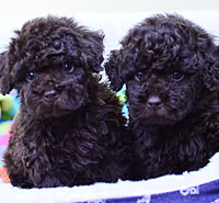 トイ・プードル|子犬販売|兵庫県 西宮市