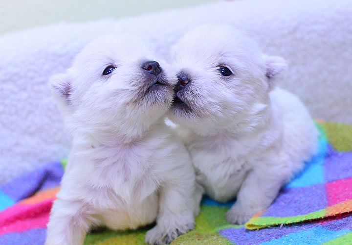 ウエストハイランドホワイトテリア|子犬販売|写真01