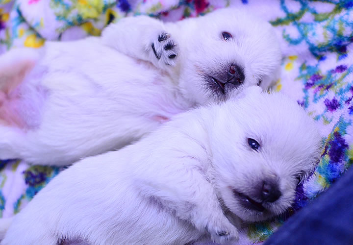 ウエストハイランドホワイトテリア|子犬販売|写真02