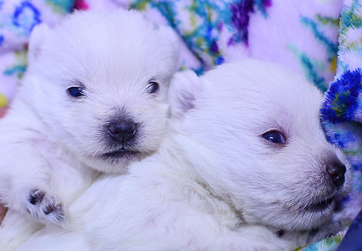 ウエストハイランドホワイトテリア|子犬販売|写真03
