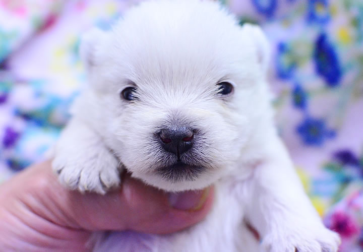 ウエストハイランドホワイトテリア|子犬販売|写真04