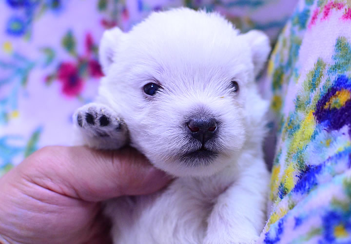 ウエストハイランドホワイトテリア|子犬販売|写真05