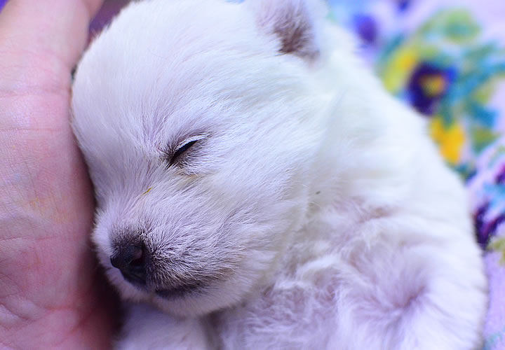 ウエストハイランドホワイトテリア|子犬販売|写真06