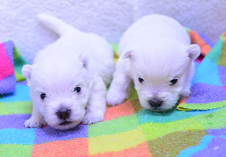 ウエストハイランドホワイトテリア|子犬販売|写真07