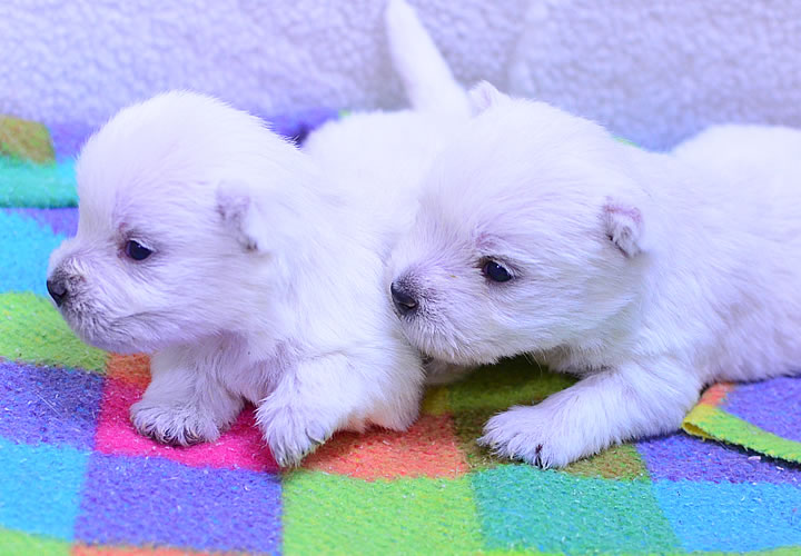 ウエストハイランドホワイトテリア|子犬販売|写真08