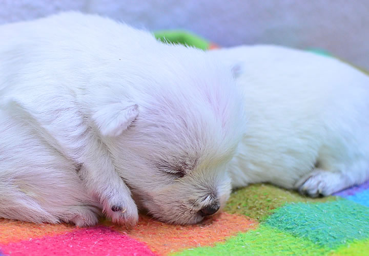 ウエストハイランドホワイトテリア|子犬販売|写真09