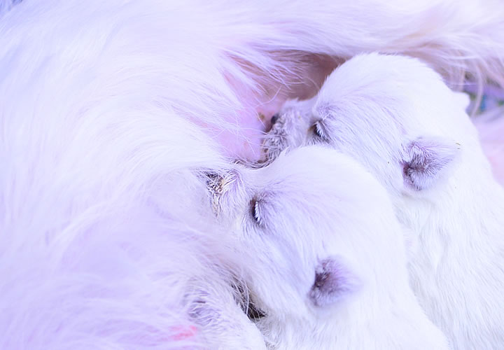 ウエストハイランドホワイトテリア|子犬販売|写真10