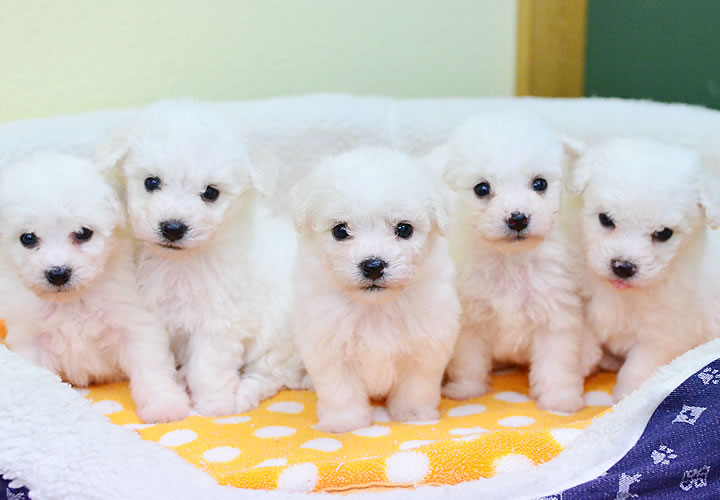 子犬の販売｜ビション・フリーゼ｜兵庫県 西宮市