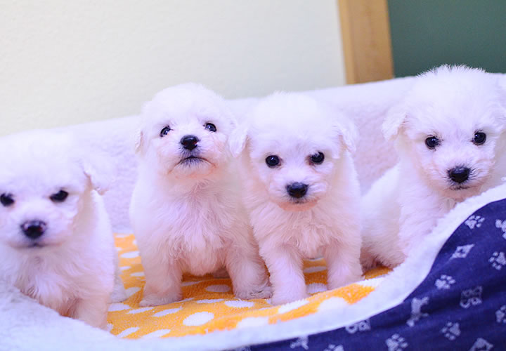 ビション・フリーゼ|子犬販売|写真12