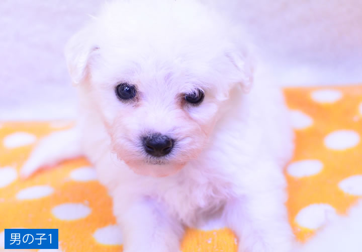 ビション・フリーゼ|子犬販売|写真13