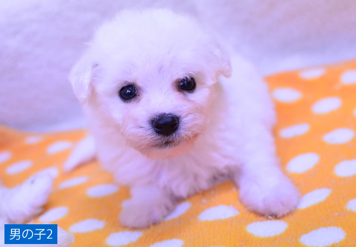 ビション・フリーゼ|子犬販売|写真14