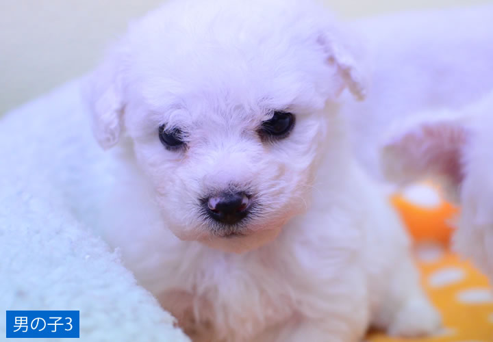 ビション・フリーゼ|子犬販売|写真15