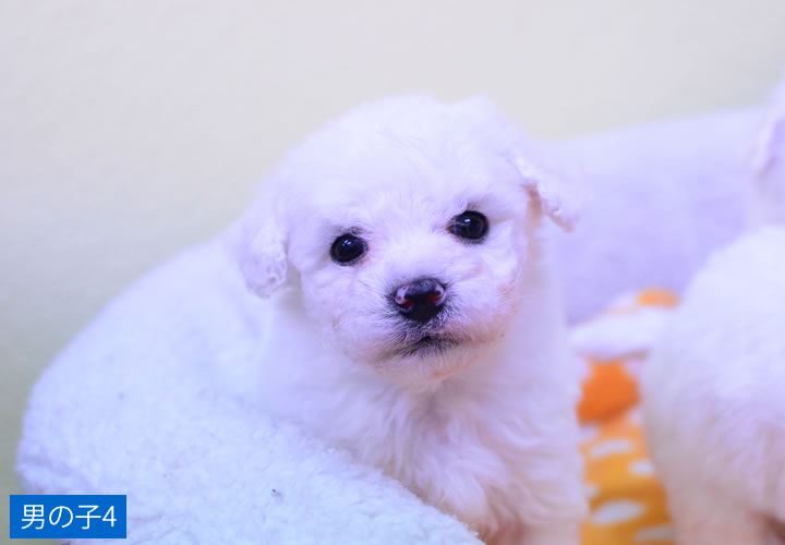 ビション・フリーゼ|子犬販売|写真16