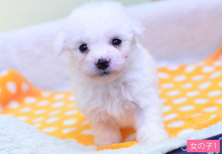 ビション・フリーゼ|子犬販売|写真17