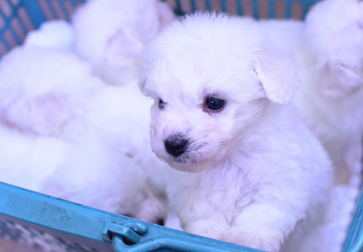ビション・フリーゼ|子犬販売|写真18
