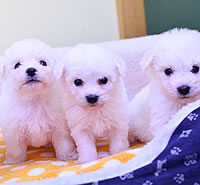 ビションフリーゼ|子犬販売|兵庫県 西宮市