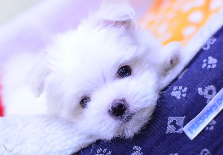 マルチーズ|子犬販売|写真01