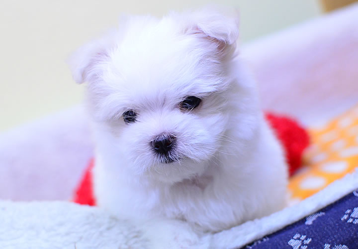 ポメラニアン|子犬販売|写真02
