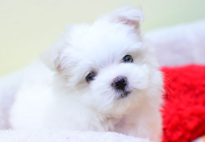 ポメラニアン|子犬販売|写真03