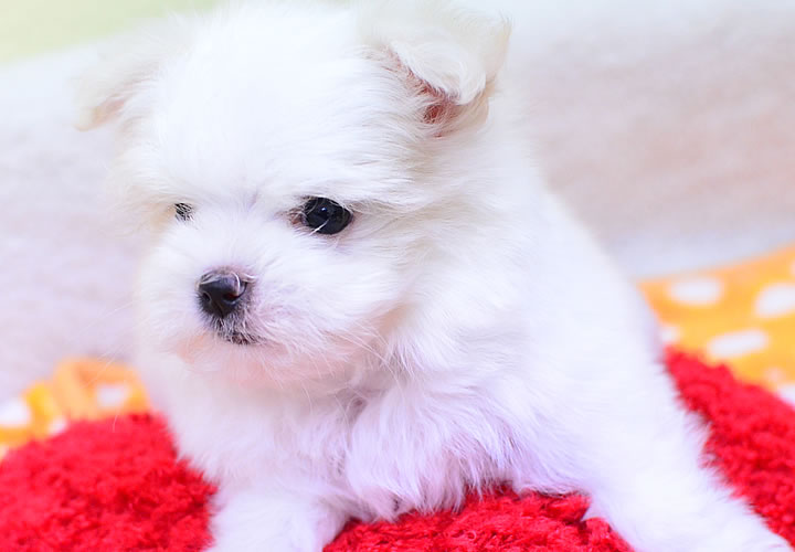 ポメラニアン|子犬販売|写真04