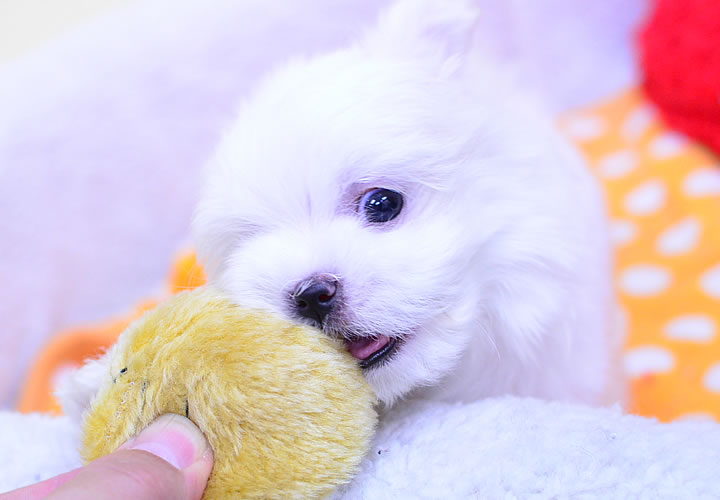 ポメラニアン|子犬販売|写真05