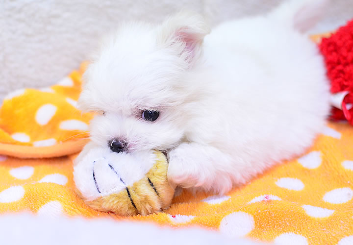 ポメラニアン|子犬販売|写真06