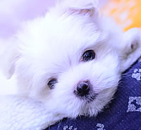 マルチーズ|子犬販売|兵庫県 西宮市