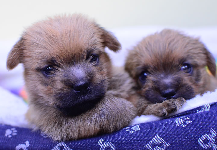 ノーフォークテリア|子犬販売|写真01