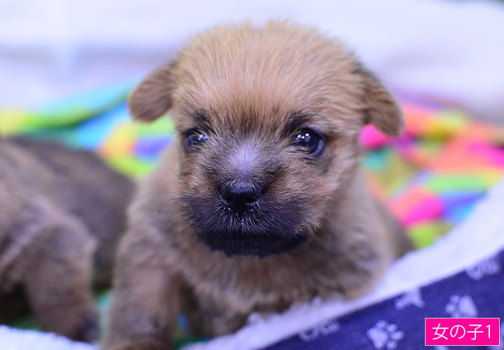ノーフォークテリア|子犬販売|写真01