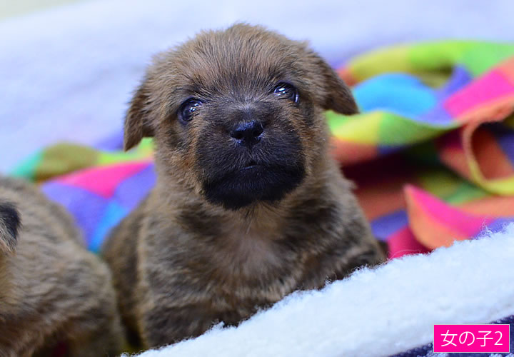 ノーフォークテリア|子犬販売|写真02