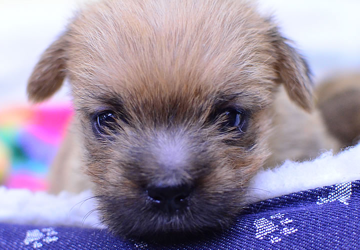 ノーフォークテリア|子犬販売|写真11