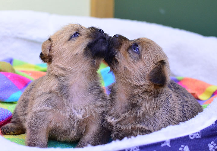 ノーフォークテリア|子犬販売|写真12