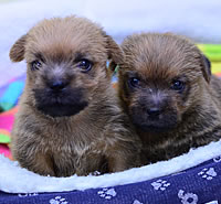 トイ・プードル|子犬販売|兵庫県 西宮市