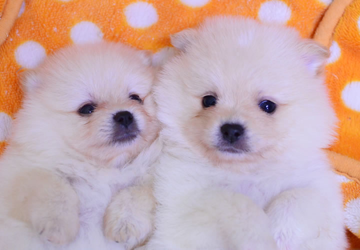 ポメラニアン|子犬販売|写真01